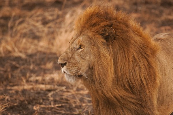 Comment planifier une expédition pour observer les lions dans la réserve du Masai Mara au Kenya?